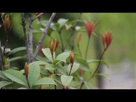 桂花不長葉|桂花不長葉不開花，爛根養不活？只靠修剪就能解。